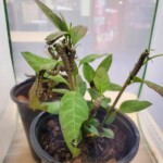 Butterfly experiment